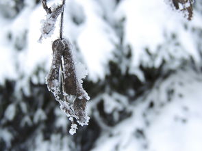 东北局地特大暴雪已破纪录，极端气候下的挑战与应对